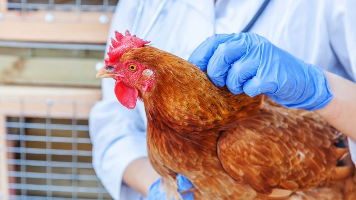 Veste bună! În R. Moldova nu au fost înregistrate cazuri noi de gripă aviară sau pestă porcină