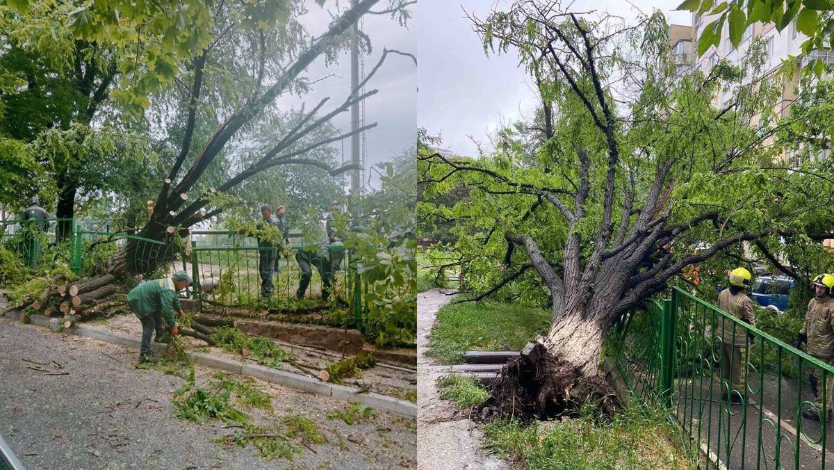 Arbori doborâți și rupturi de conductoare electrice. Municipalitatea intervine în capitală, după ploile abundente