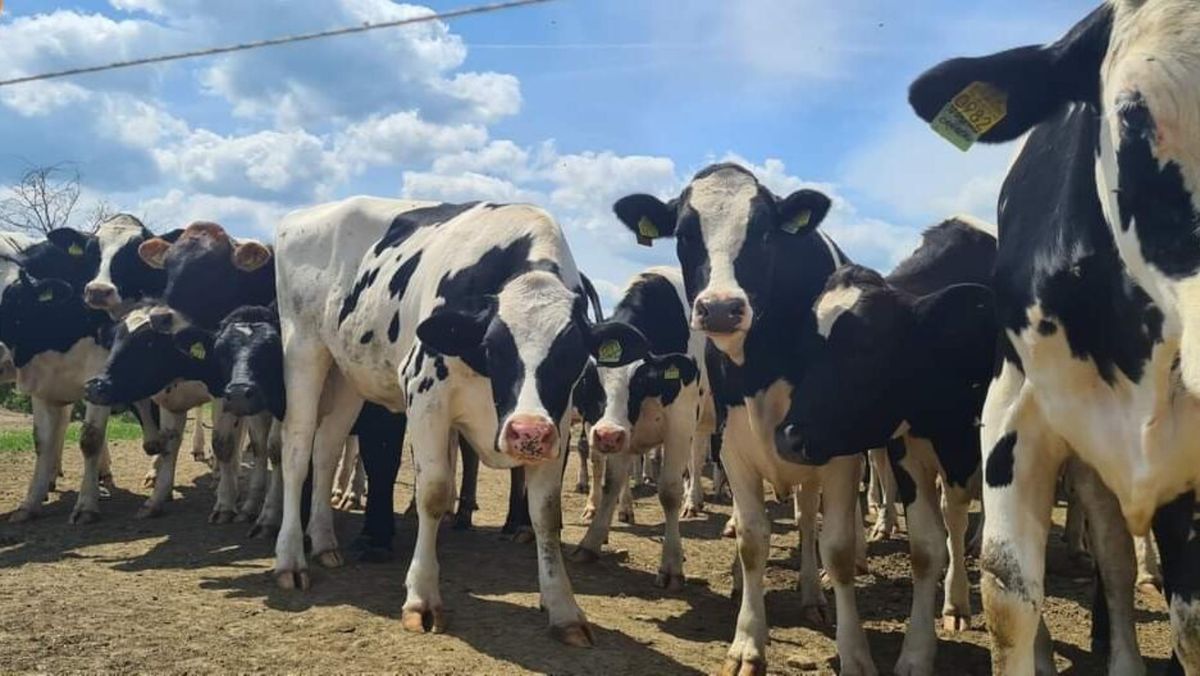Agenția Națională pentru Siguranța Alimentelor adoptă primele măsuri împotriva febrei aftoase