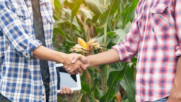 Peste 177 de milioane de lei au ajuns în conturile agricultorilor, în luna mai. Detalii de la AIPA