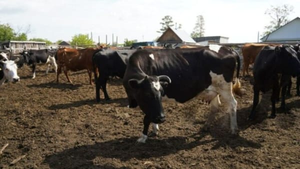 Alertă sanitară în România. Risc major de răspândire a virusului febrei aftoase