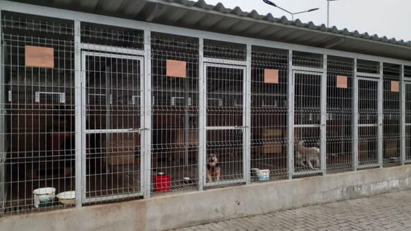 Un fost director al Centrului de adăpost pentru animale fără stăpân din Bălți a fost reținut de CNA
